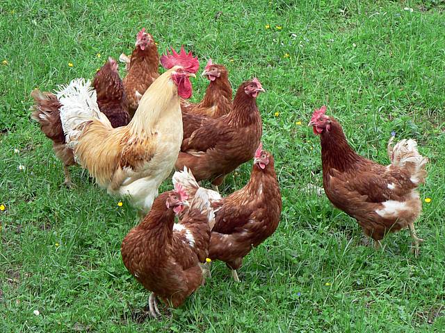 Coq et poules
