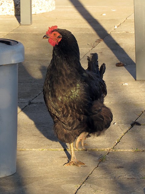 Poule
