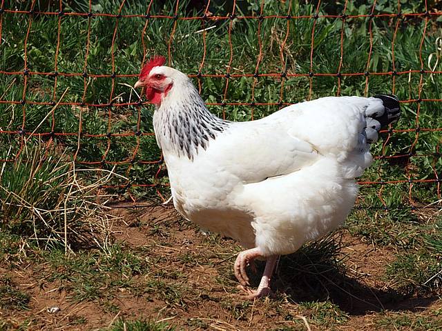 Poule pondeuse