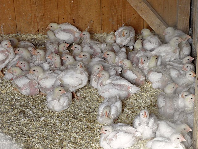Elevage de poulets
