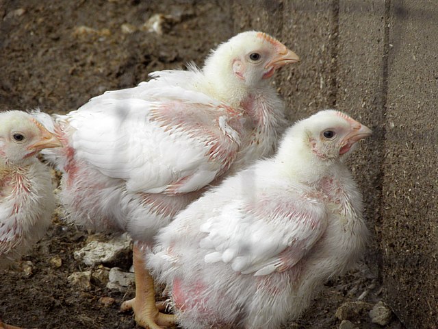 Poulets
