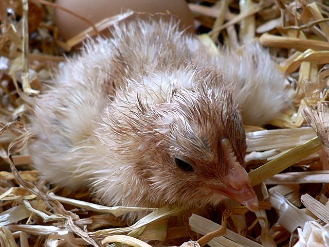 Jeune poussin