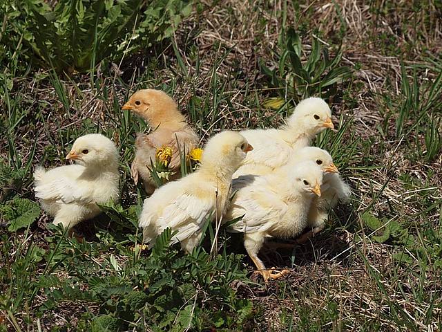 Poussins
