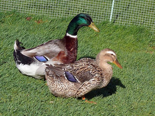 Canard de Rouen, anas platyrhynchos