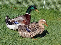 Canards de Rouen, anas platyrhynchos