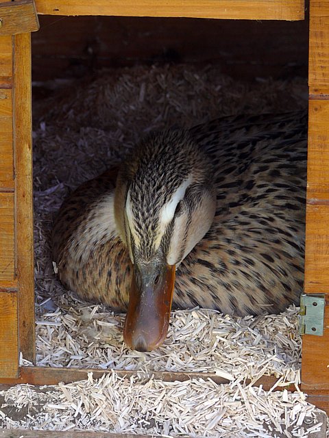 Cane de Rouen en couvaison