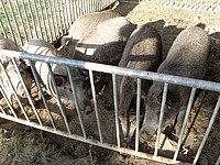 Sanglochons de mangalitzas