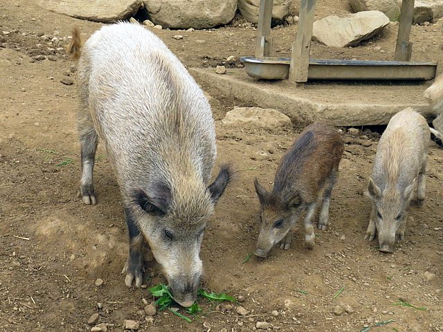 Sanglier et sanglochons