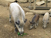 Sanglier et sanglochons
