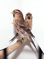 Sizerin, carduelis flammea