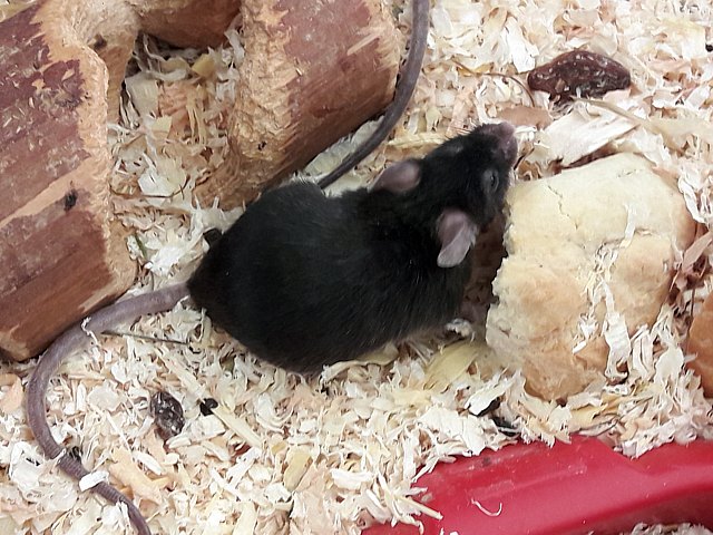Souris d'élevage