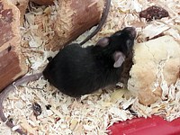 Souris d'élevage, mus musculus