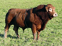 Taureau, bos taurus