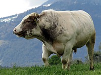 Taureau en liberté