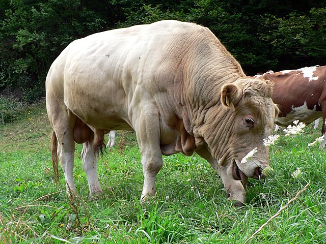 Taurillon