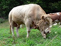 Taurillon