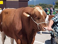 Taureau exposé