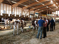 Marché aux taureaux