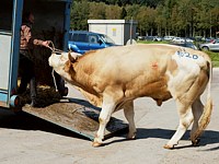 Taureau ramené à la ferme