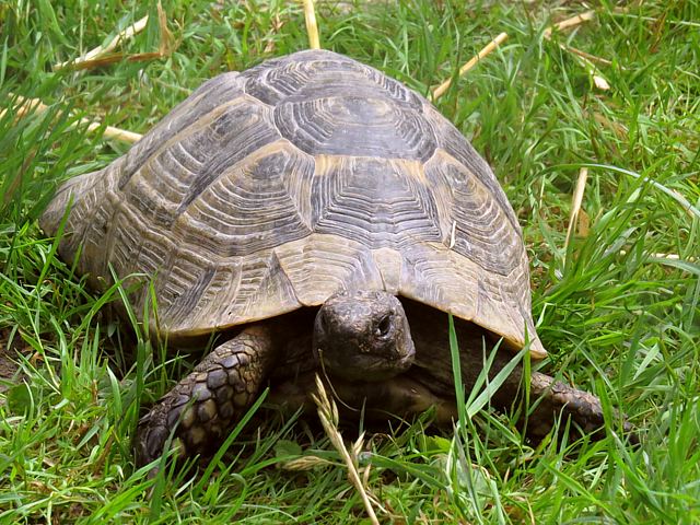Tortue grecque, testudo graeca