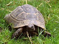 Tortue grecque, testudo graeca