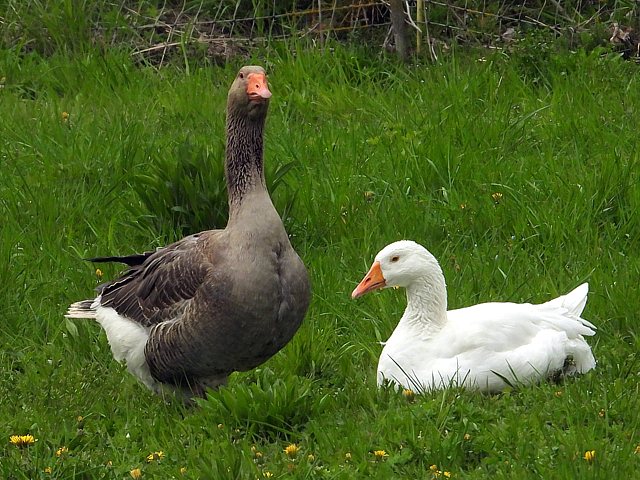 Coq, gallus gallus domesticus