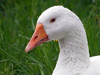 Oie de Toulouse blanche