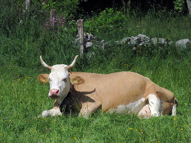 Vache brune, bos taurus