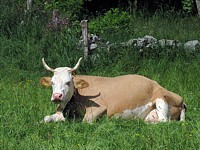 Vache, bos taurus