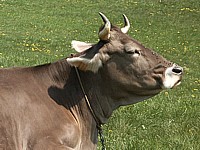 Vache brune
