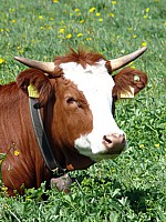 Veau