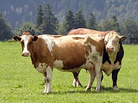 Race polled hereford