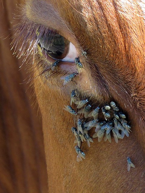 Vache du Simmental, gnisse