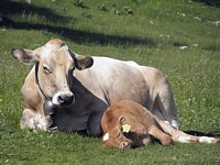Vache avec son veau