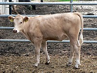 Veau