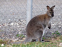 Wallaby