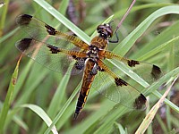 libellule à quatre taches, libellula quadrimaculata