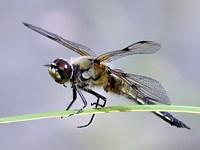 libellule à quatre taches
