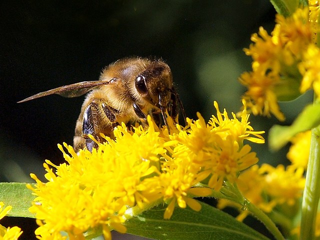 Abeille, apis mellifera