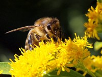 Abeille domestique, apis mellifera 