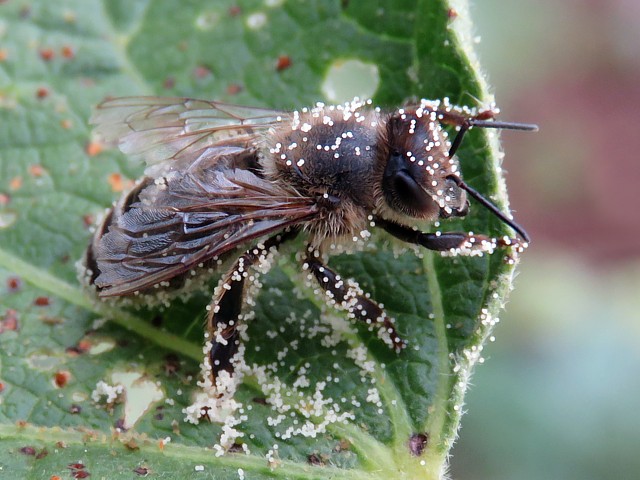 Transport du pollen