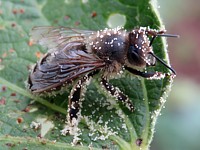 Abeille et pollen