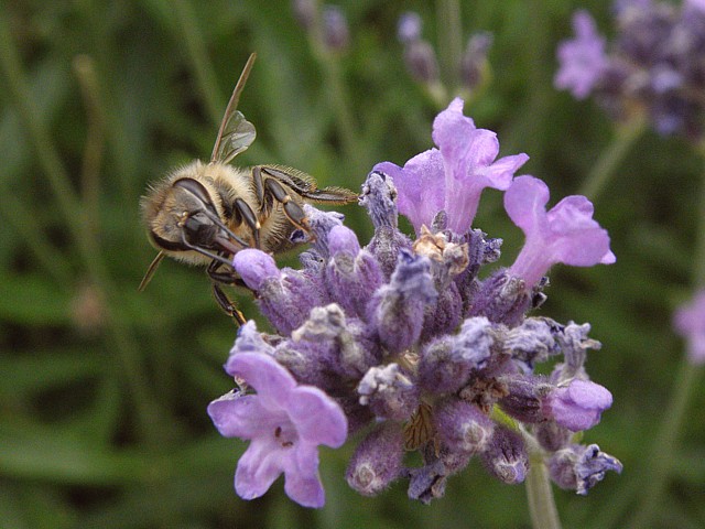 Abeille butinant