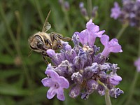 Abeille butinant