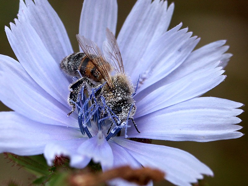 Abeille butinant