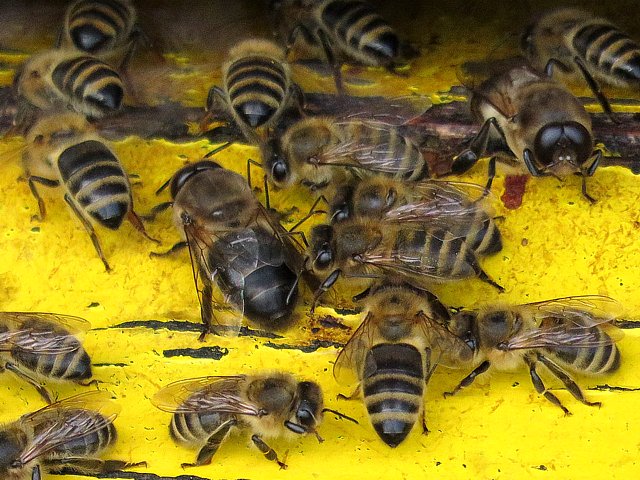 Abeille, apis mellifera