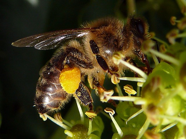 Abeille butinant