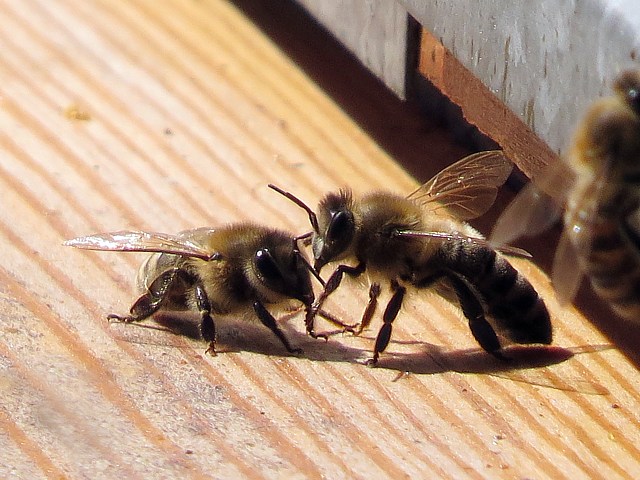 Abeilles communiquant