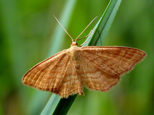 Acidalie ocreuse, idaea ochrata