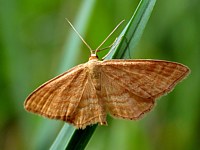 Acidalie ochreuse, idaea ochrata